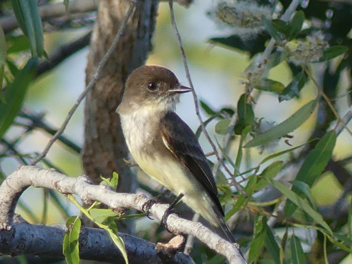 Eastern Phoebe - ML537144941