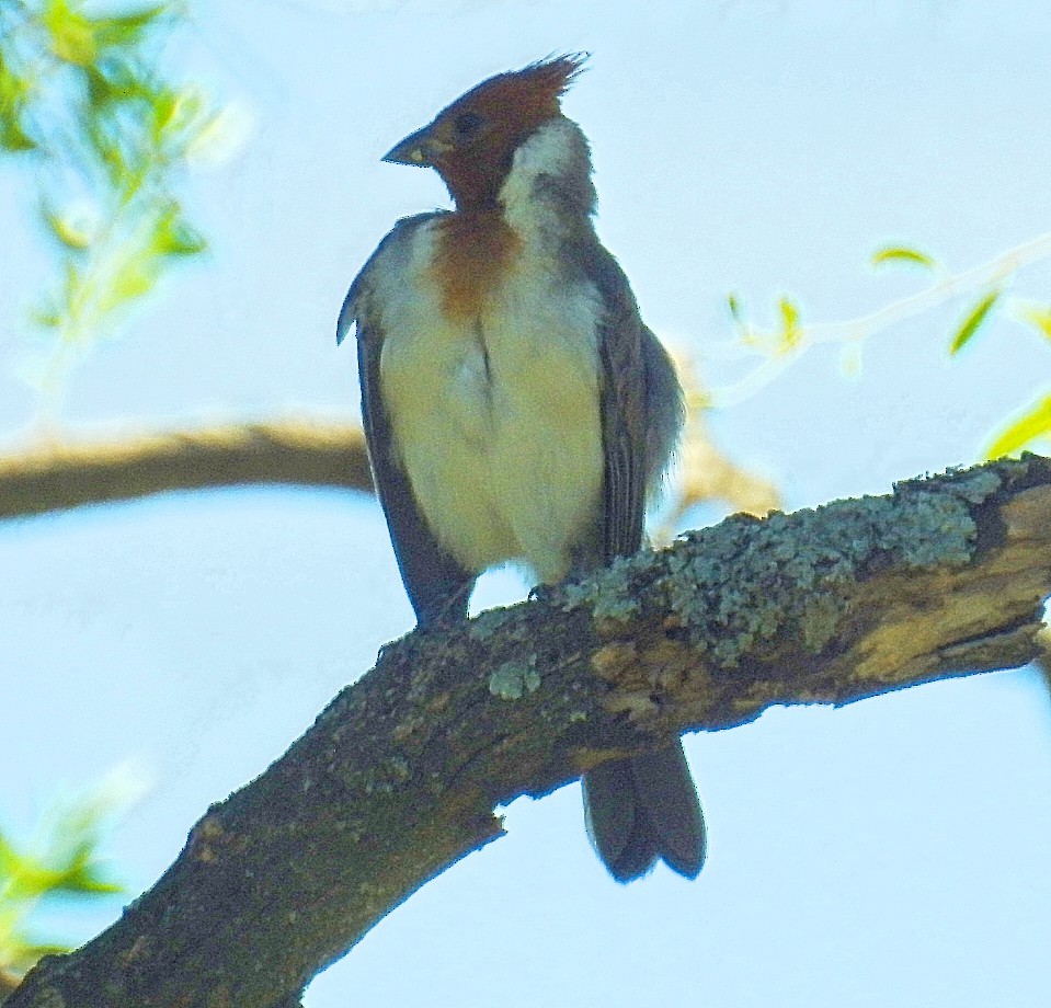 Red-crested Cardinal - ML537145131
