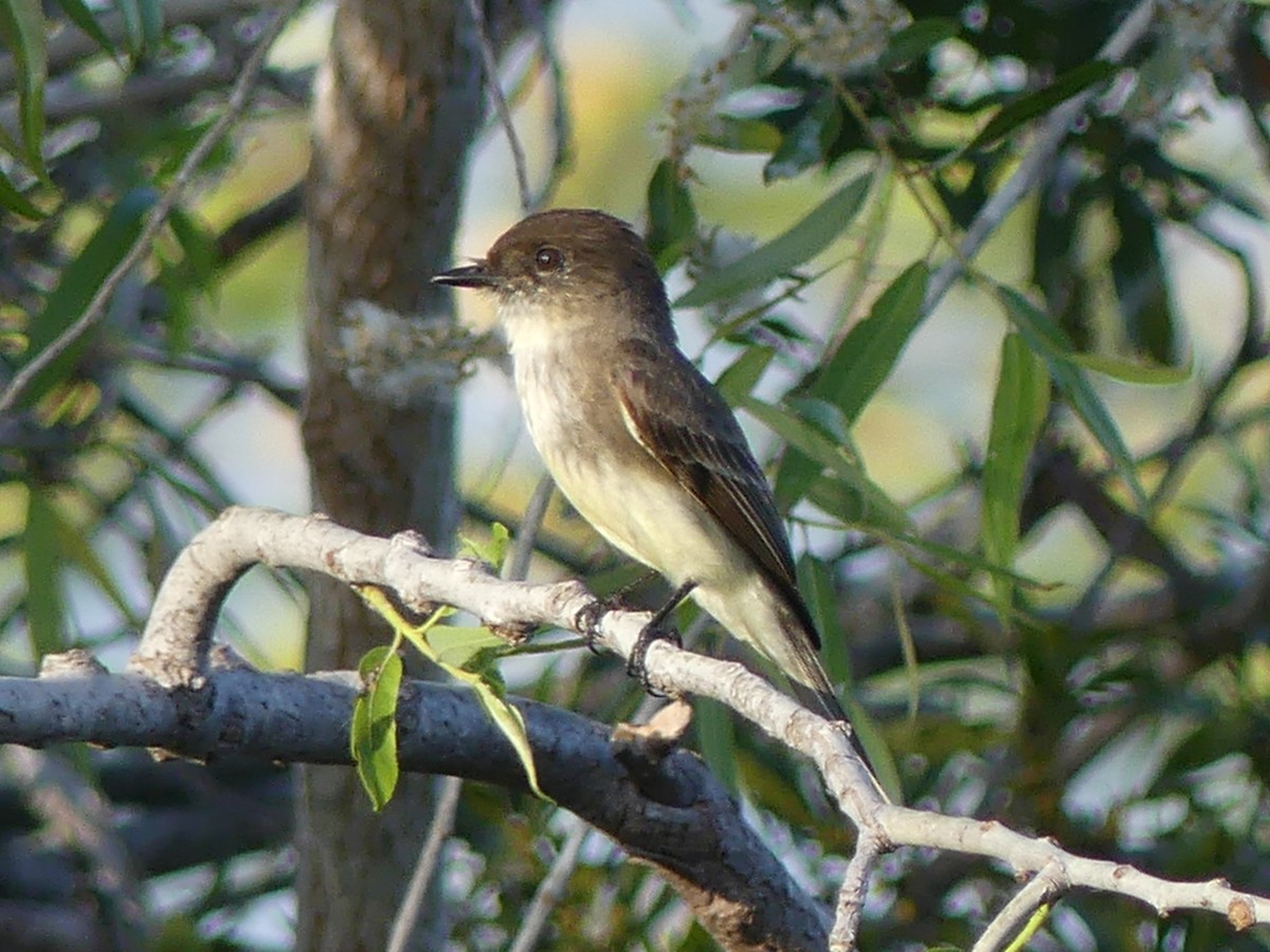 Eastern Phoebe - Betty Holcomb