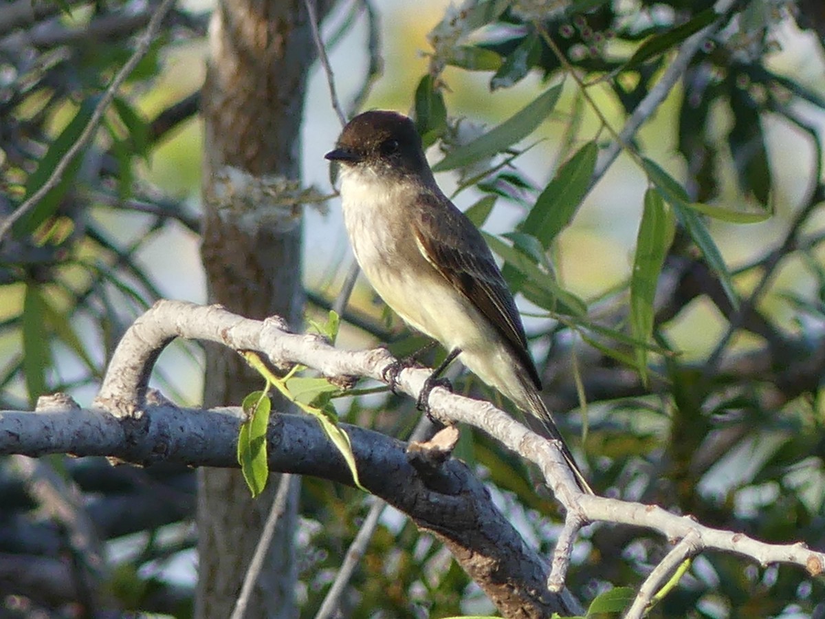 Eastern Phoebe - ML537145311