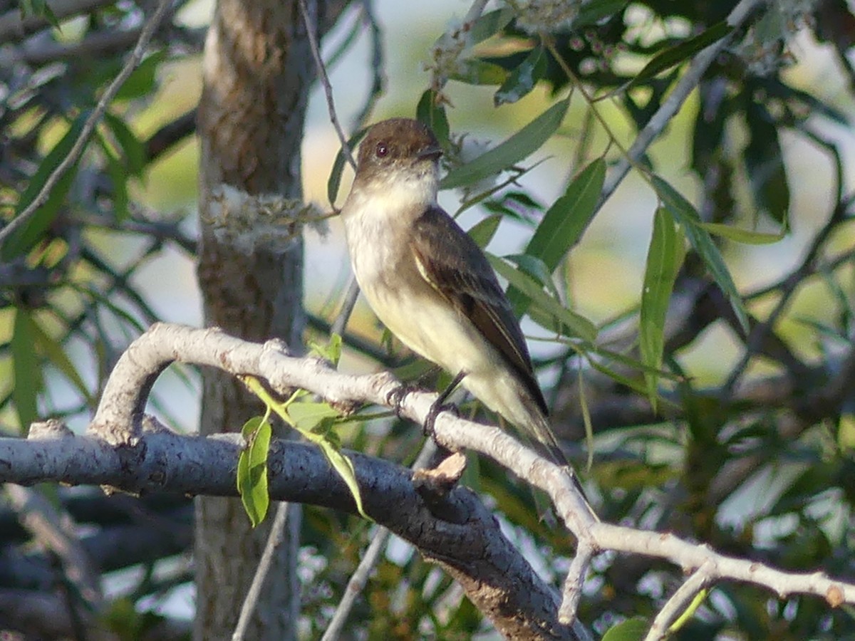 Eastern Phoebe - ML537145471