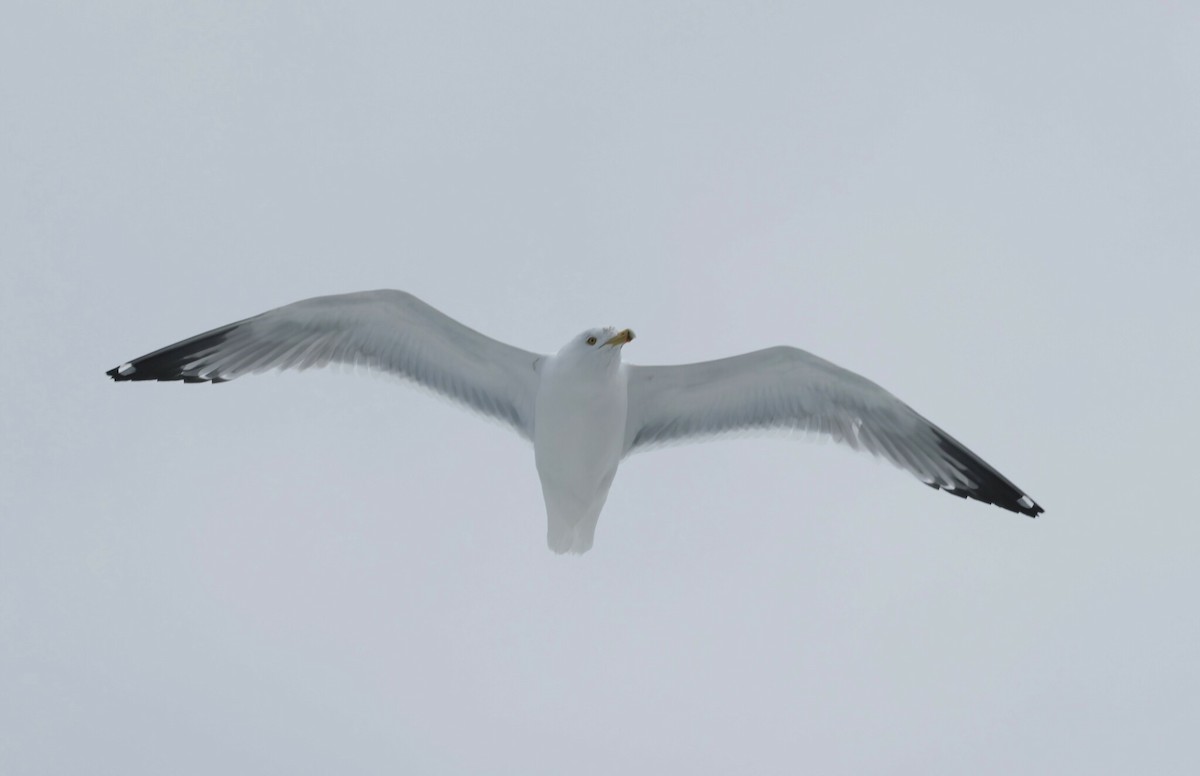 Herring Gull (American) - ML537145491