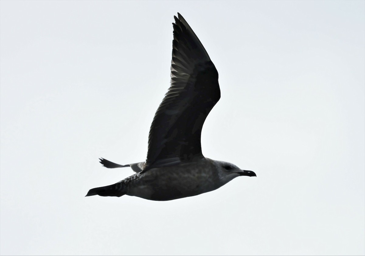 Herring Gull (American) - ML537145501