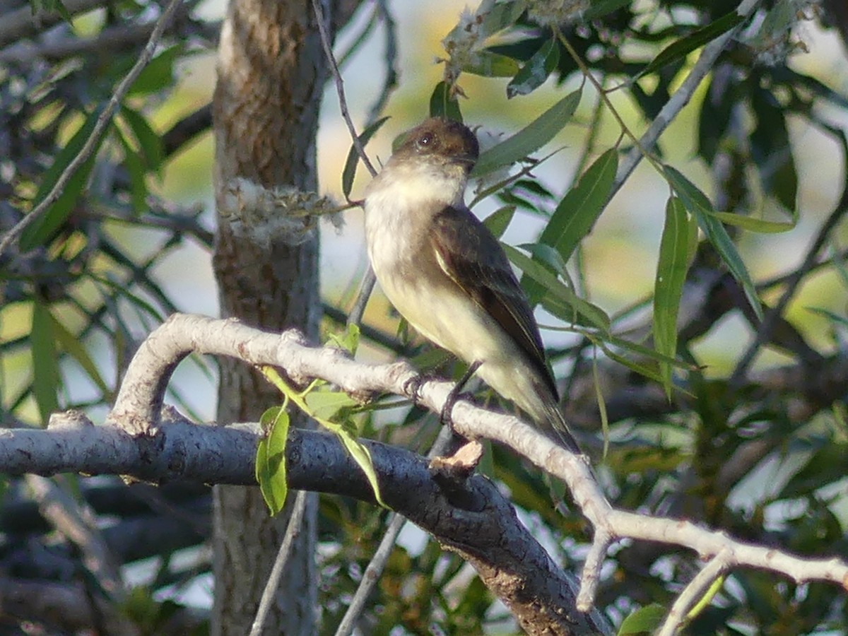 Eastern Phoebe - ML537145641