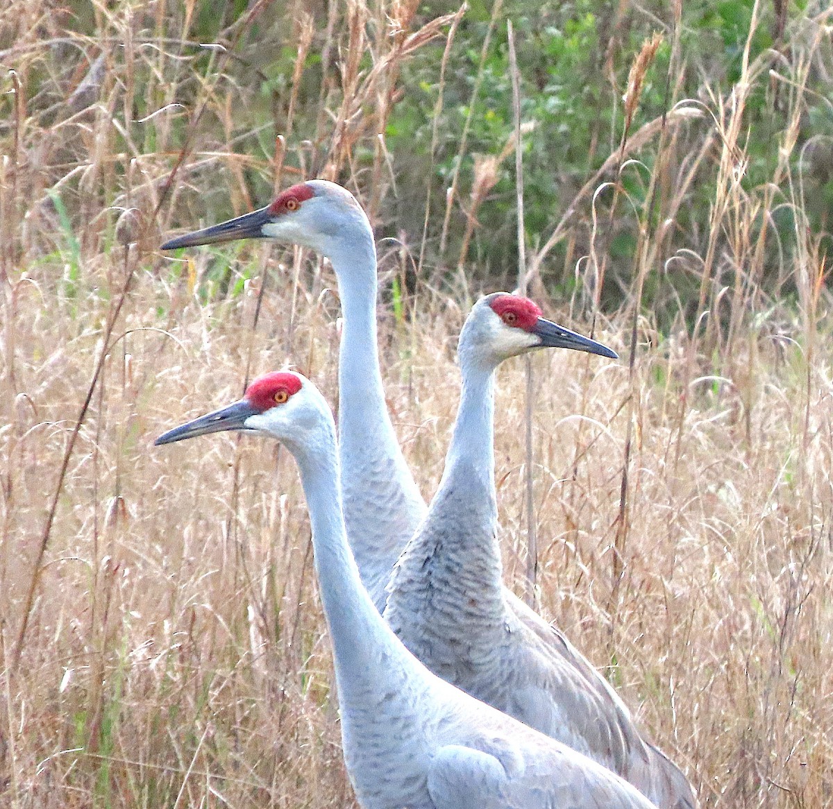 Sandhill Crane - ML537145681