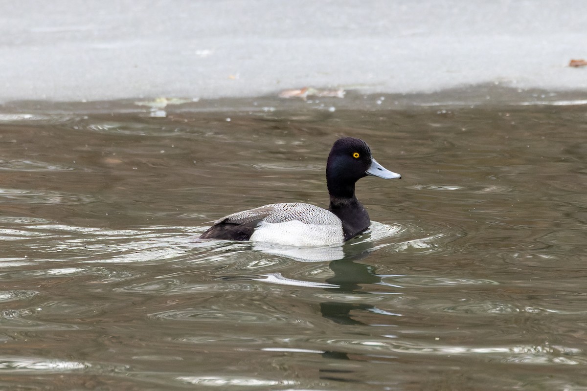 Lesser Scaup - Zach Schwartz-Weinstein