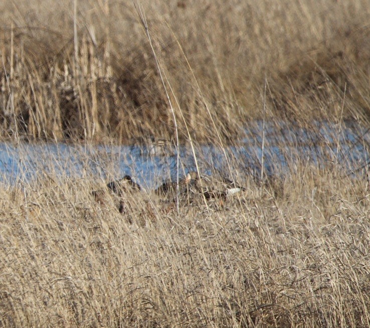 Greater White-fronted Goose - ML537146271