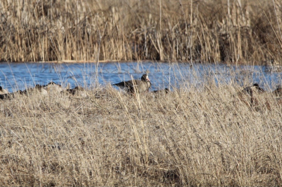 Greater White-fronted Goose - ML537146281