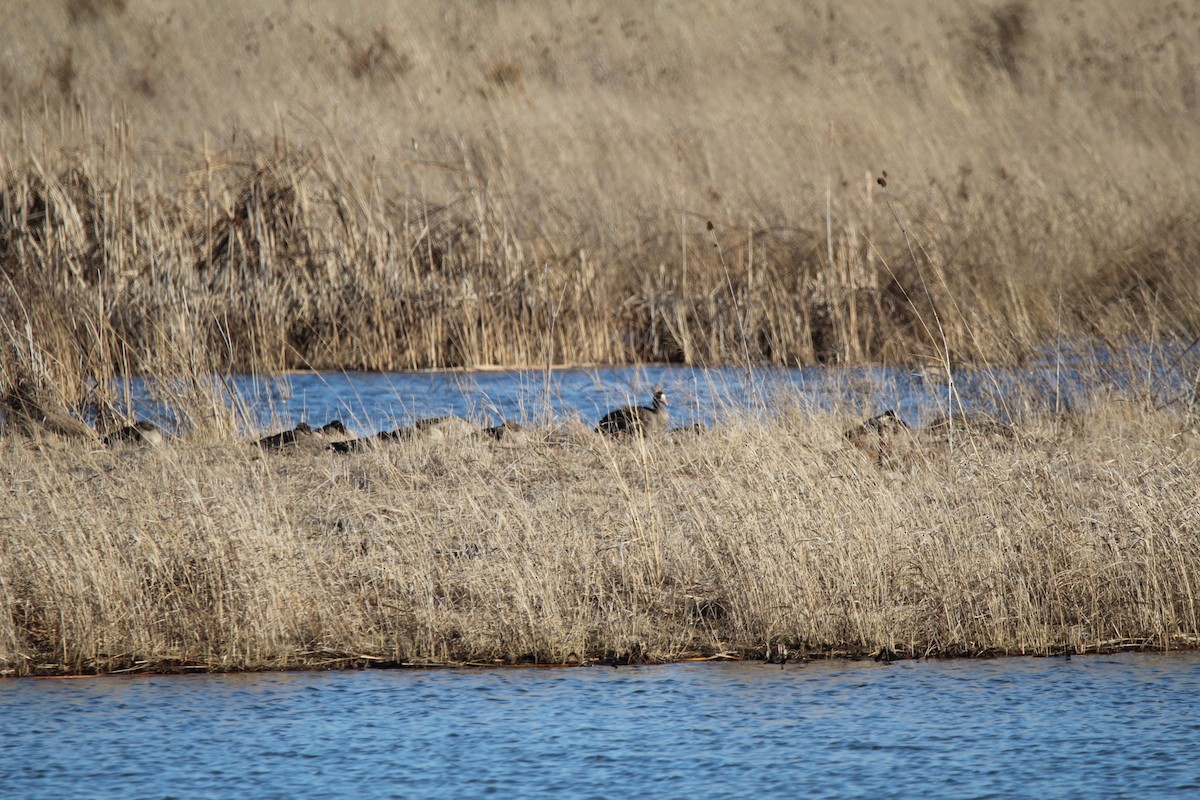 Greater White-fronted Goose - Josiah Rajasingh