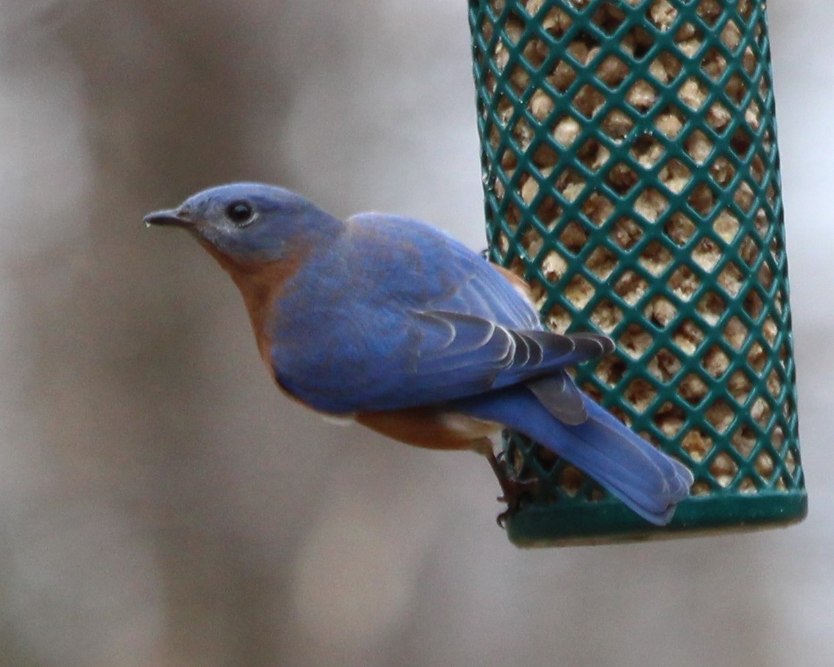 Eastern Bluebird - ML537147701