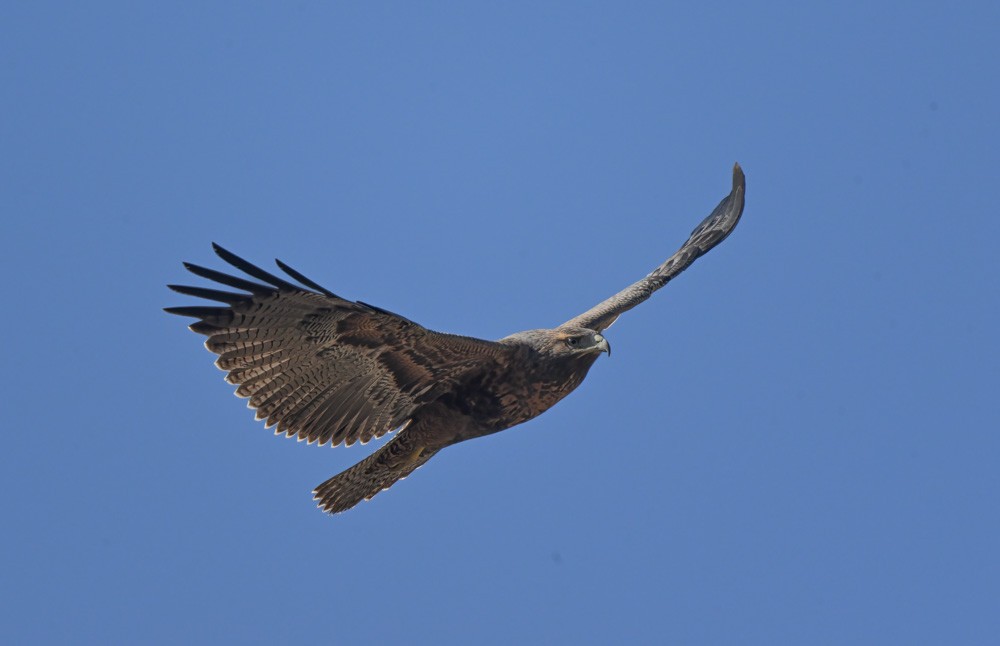 Black-chested Buzzard-Eagle - ML537148271