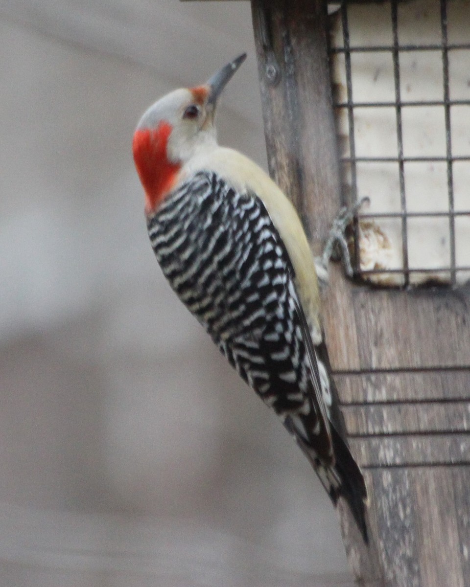 Red-bellied Woodpecker - ML537148351