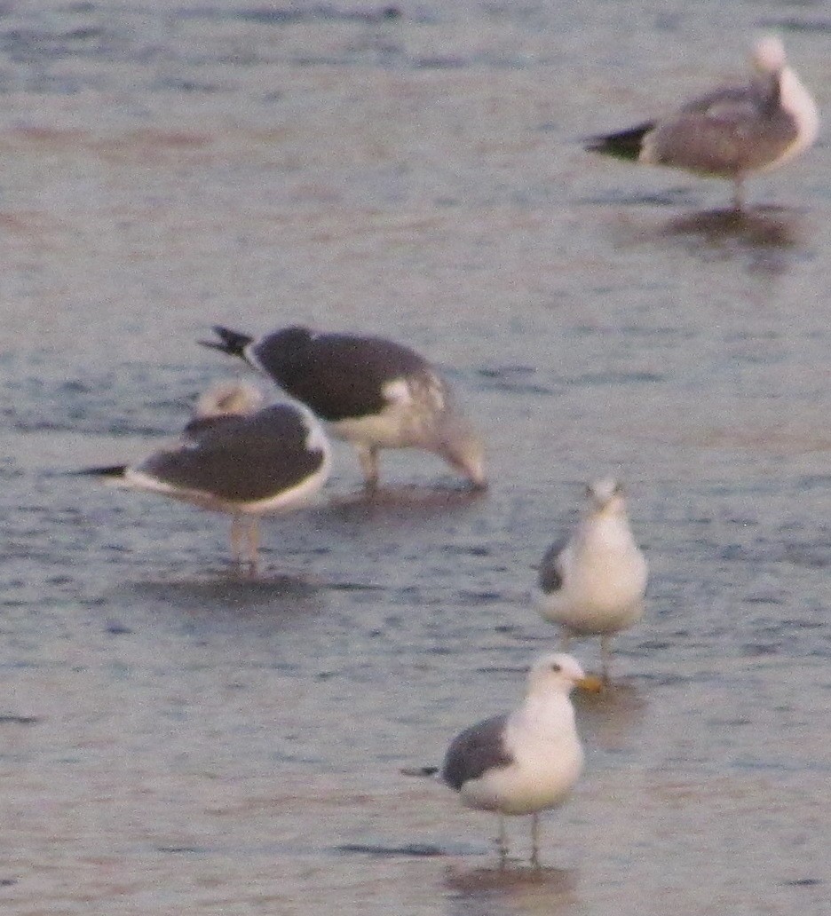 Lesser Black-backed Gull - ML537148691