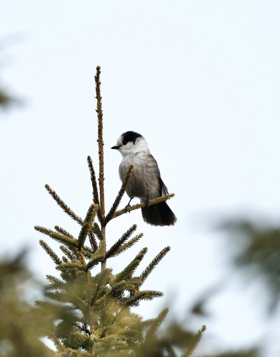 Canada Jay - ML537149381