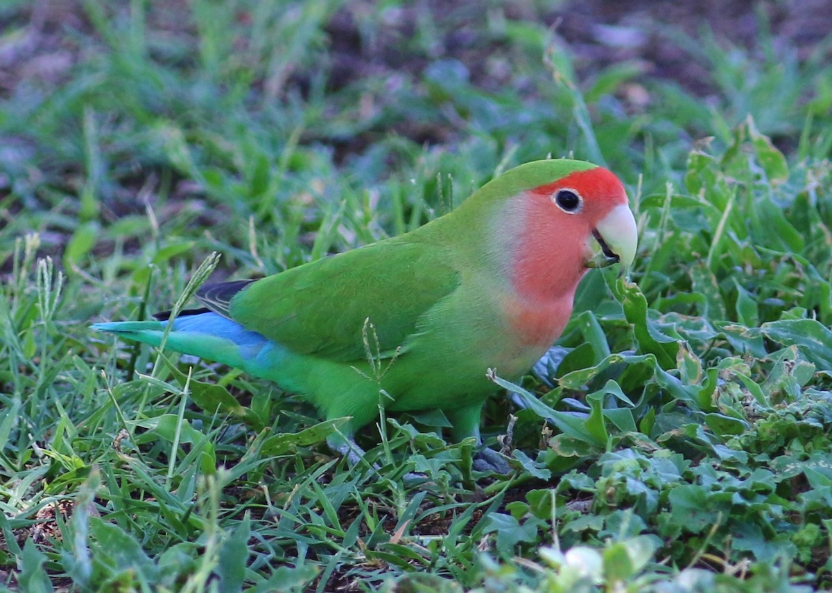 Rosy-faced Lovebird - Tom Benson