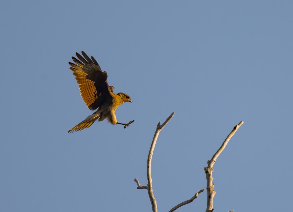 Chimango Caracara - ML537149801