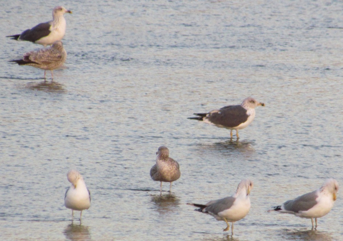 Lesser Black-backed Gull - ML537149821