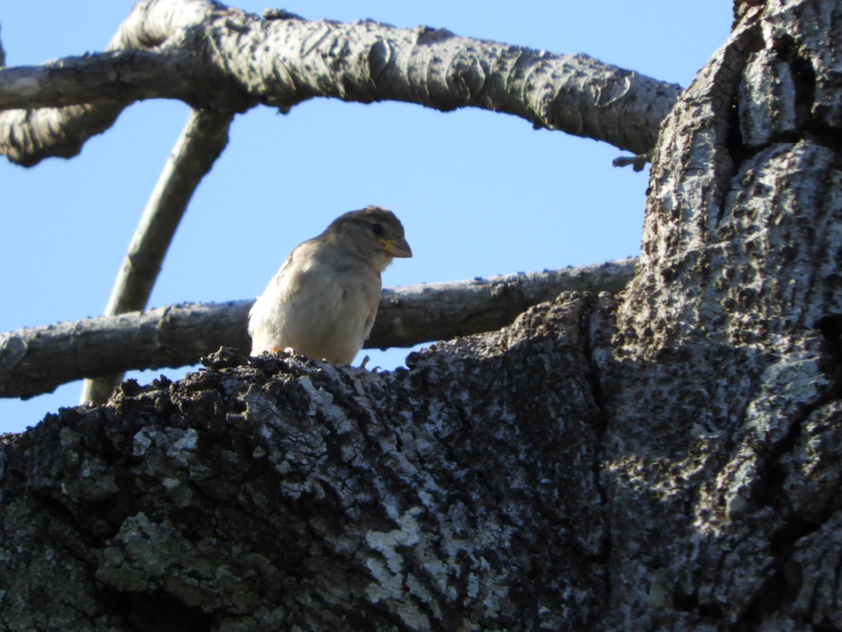 House Sparrow - Silvia Enggist