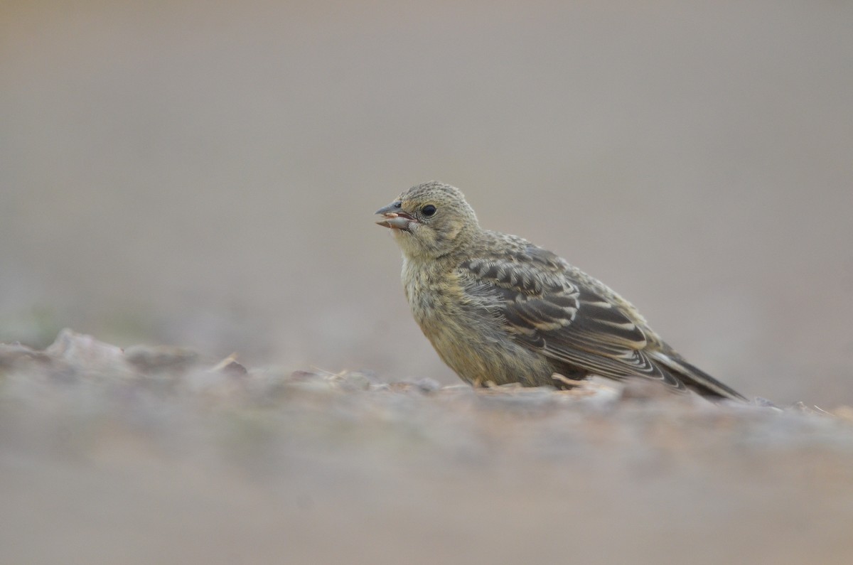 Brown-headed Cowbird - ML537152321