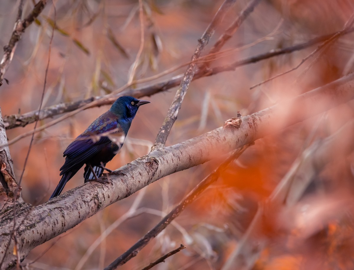 Common Grackle - ML537153441