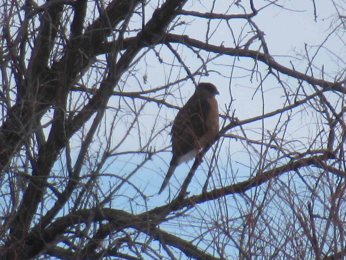 Cooper's Hawk - ML537153961