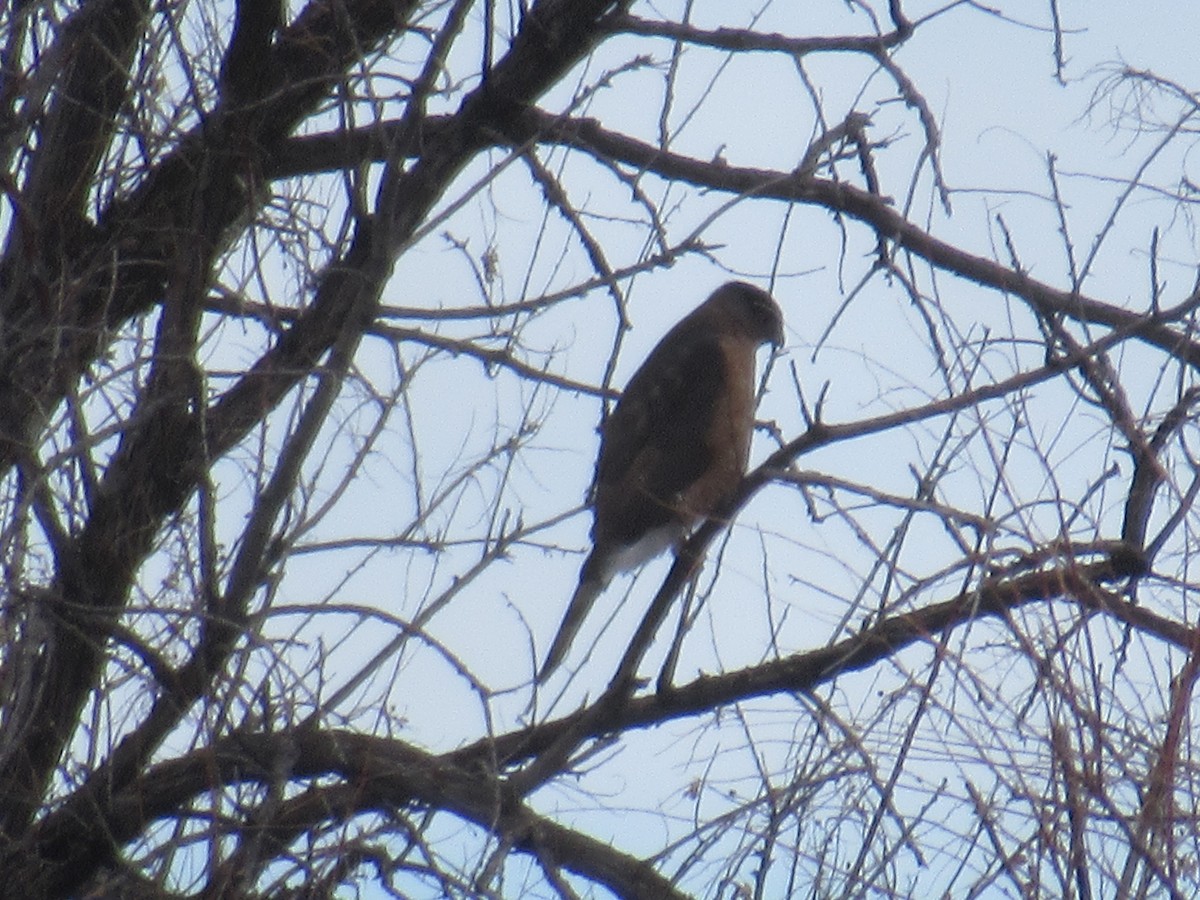 Cooper's Hawk - ML537153971