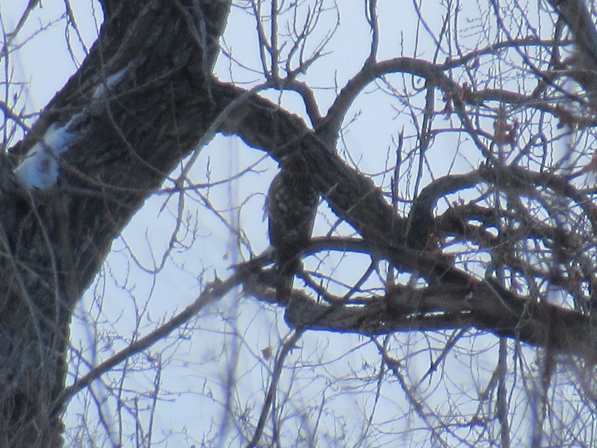 Cooper's Hawk - ML537153981