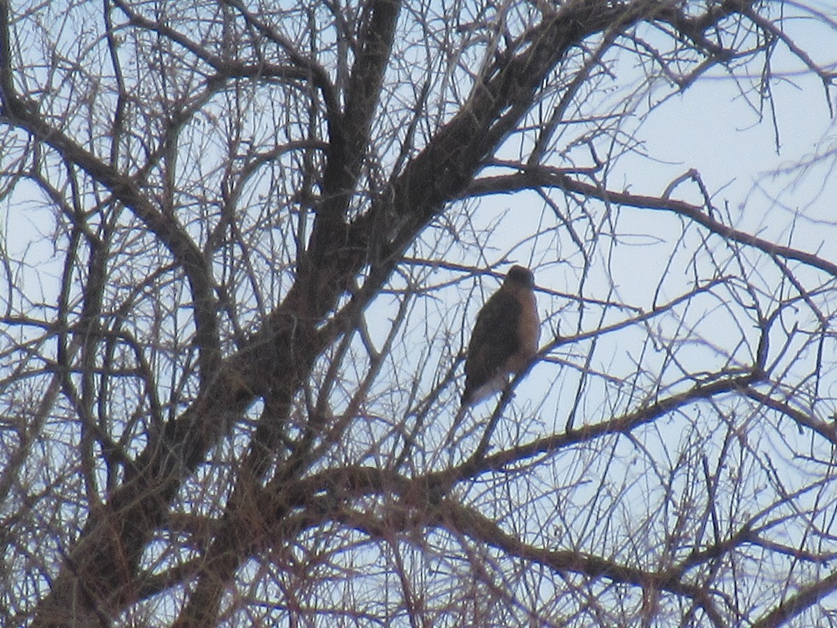 Cooper's Hawk - ML537154151