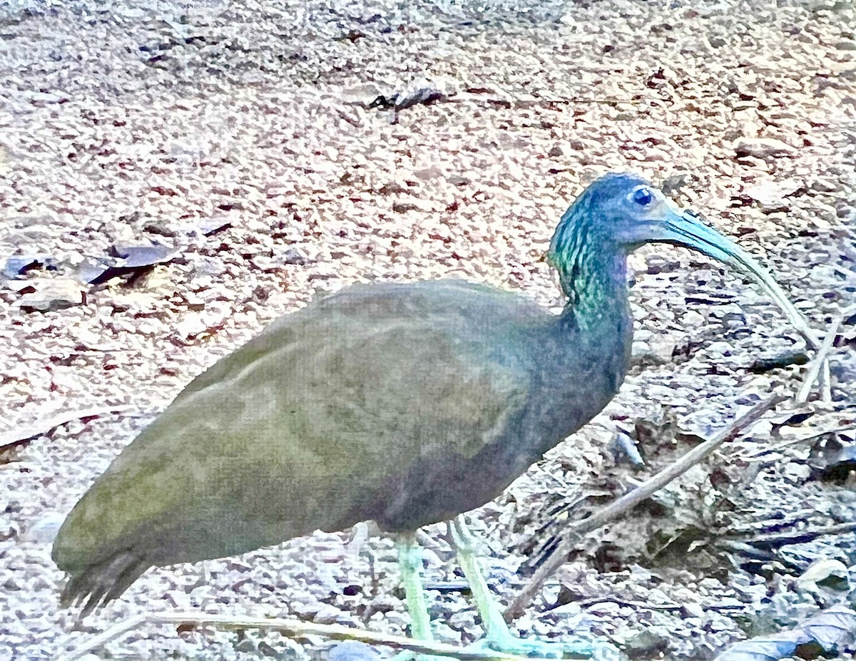Green Ibis - ML537154171