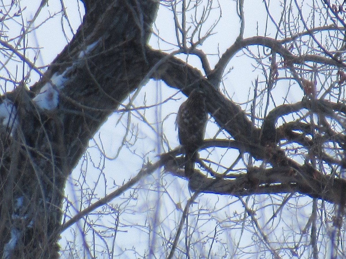 Cooper's Hawk - ML537154181