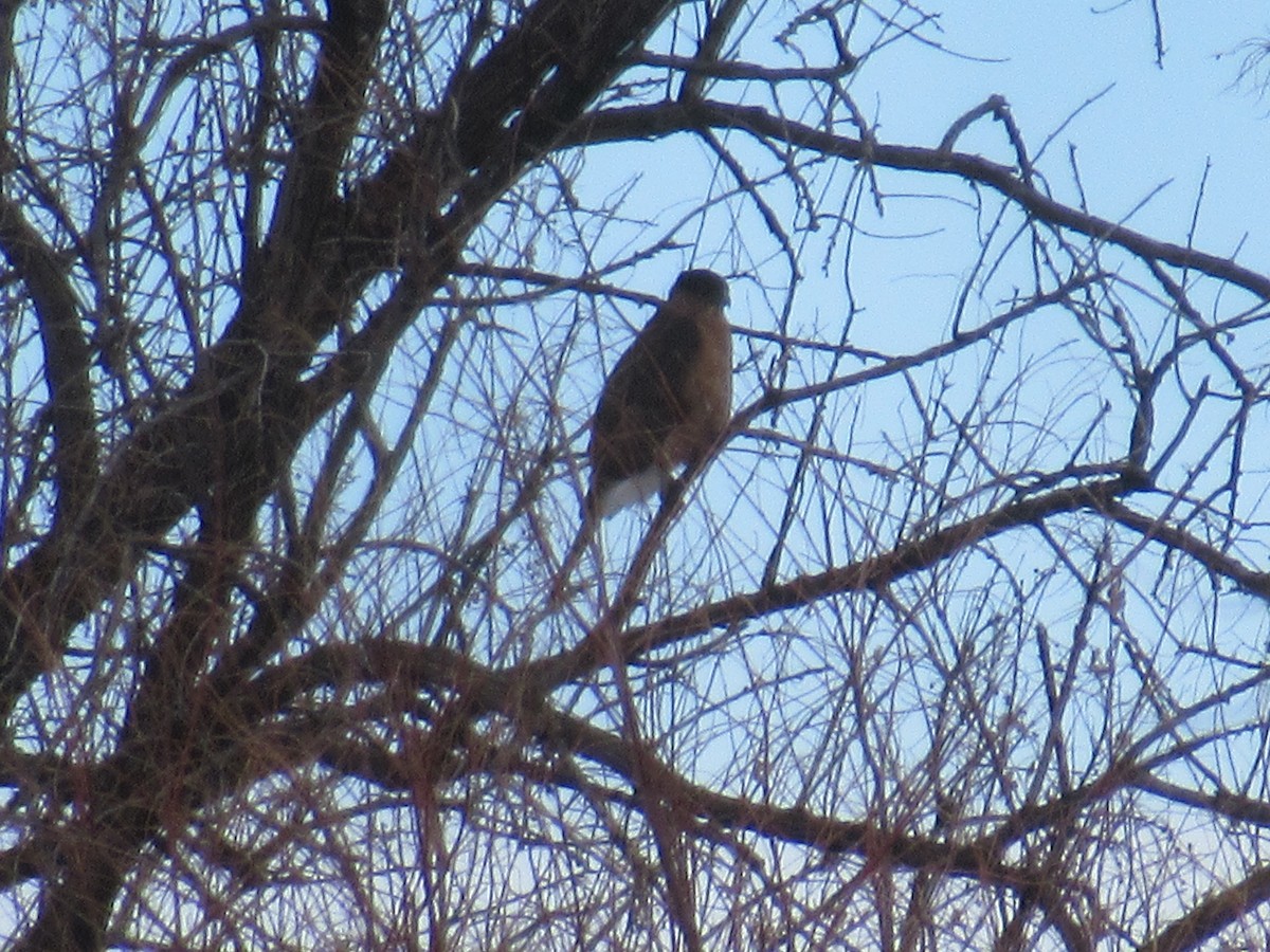Cooper's Hawk - ML537154191