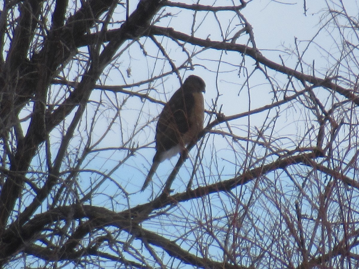 Cooper's Hawk - ML537154221