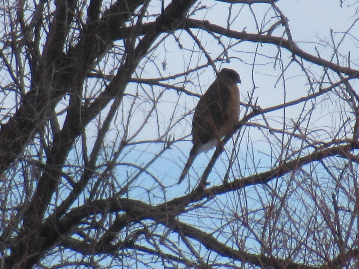 Cooper's Hawk - ML537154231