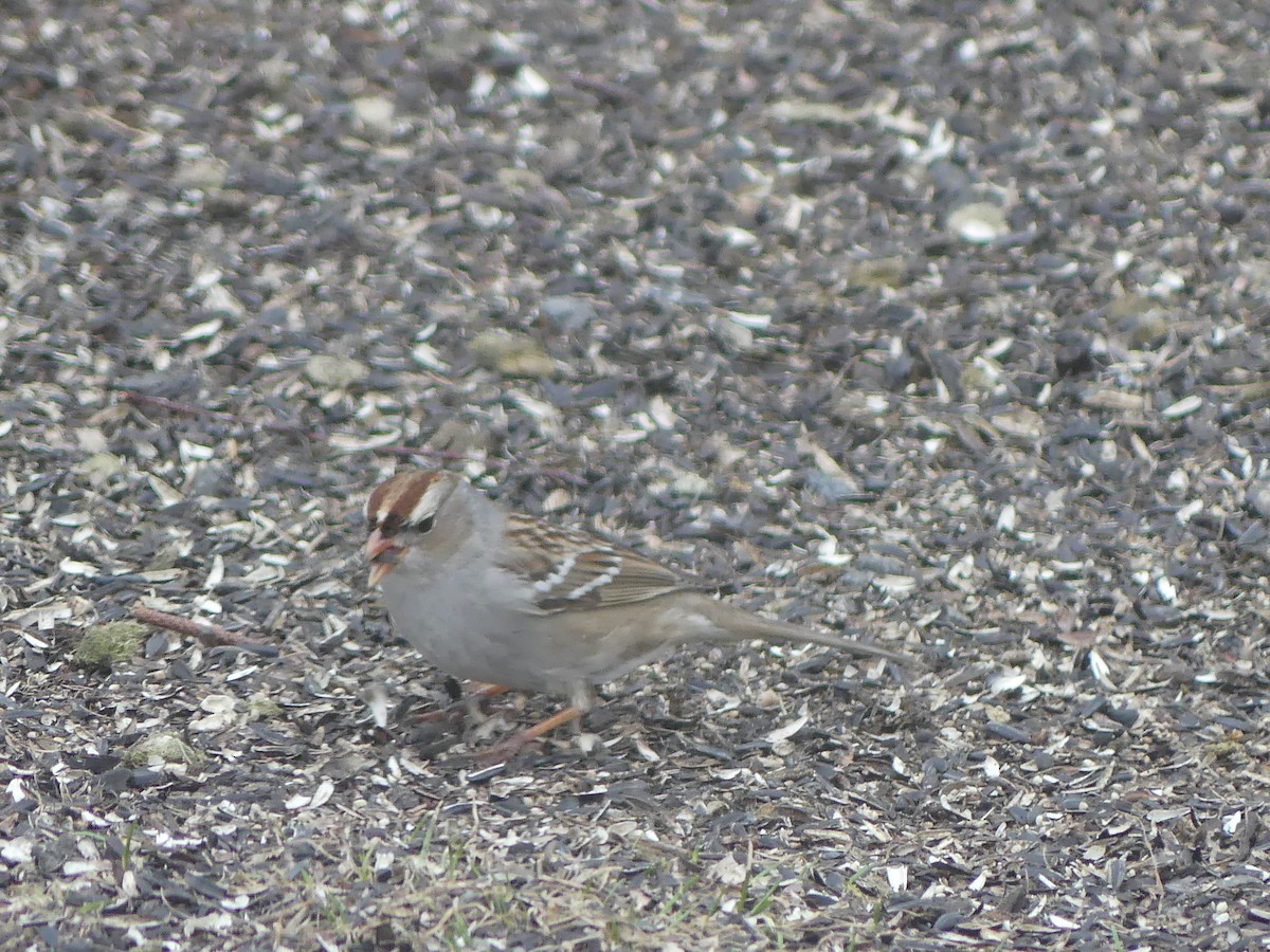 White-crowned Sparrow - ML537156021