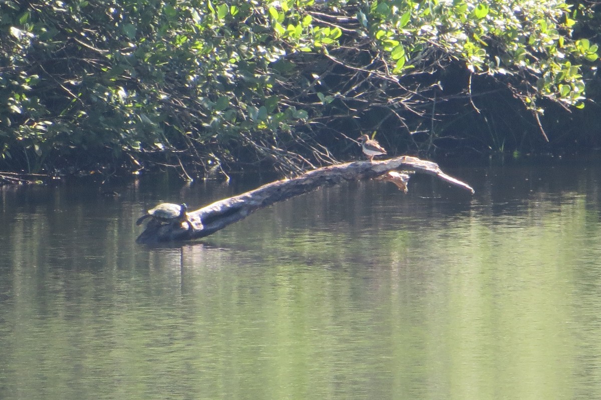 Spotted Sandpiper - ML537156471