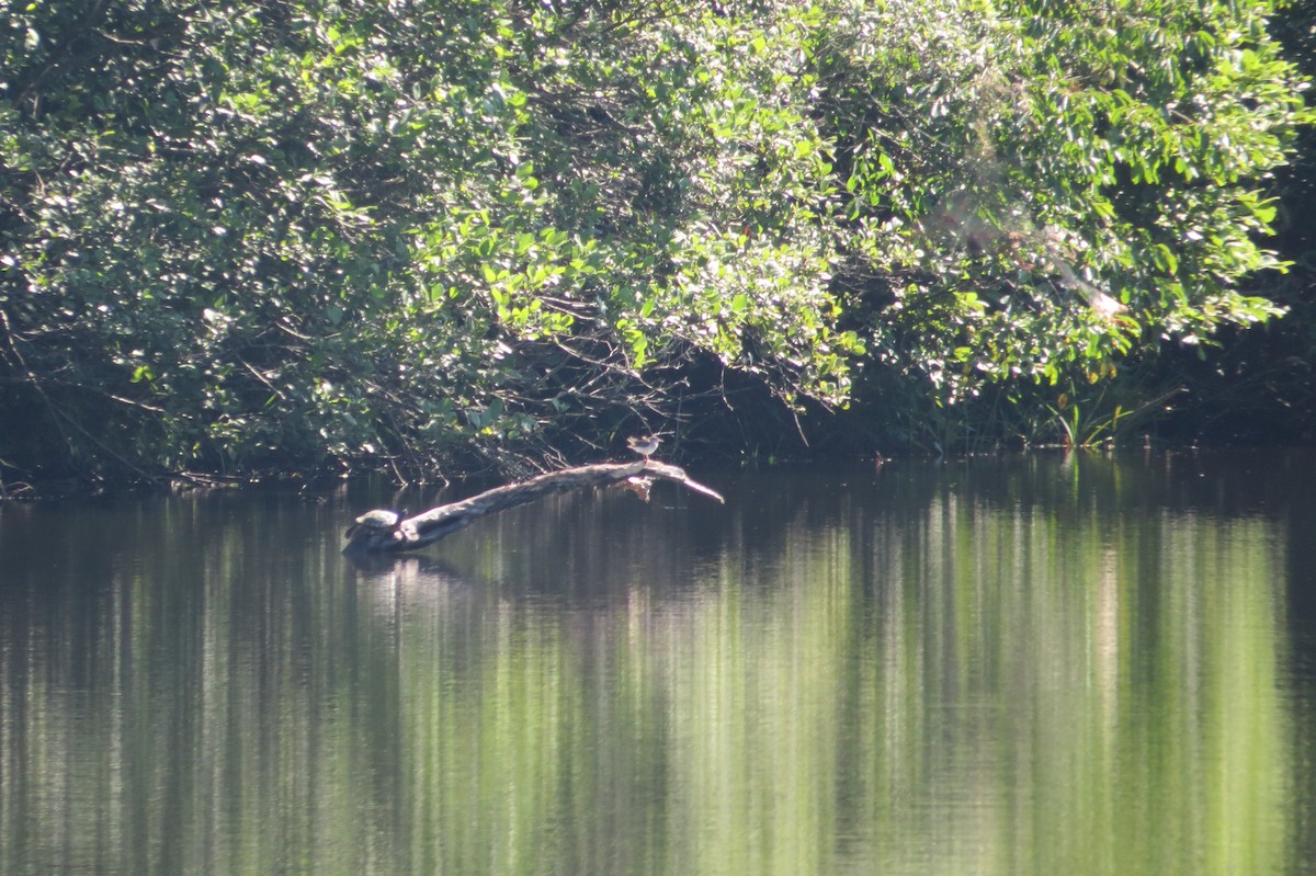 Spotted Sandpiper - ML537156481