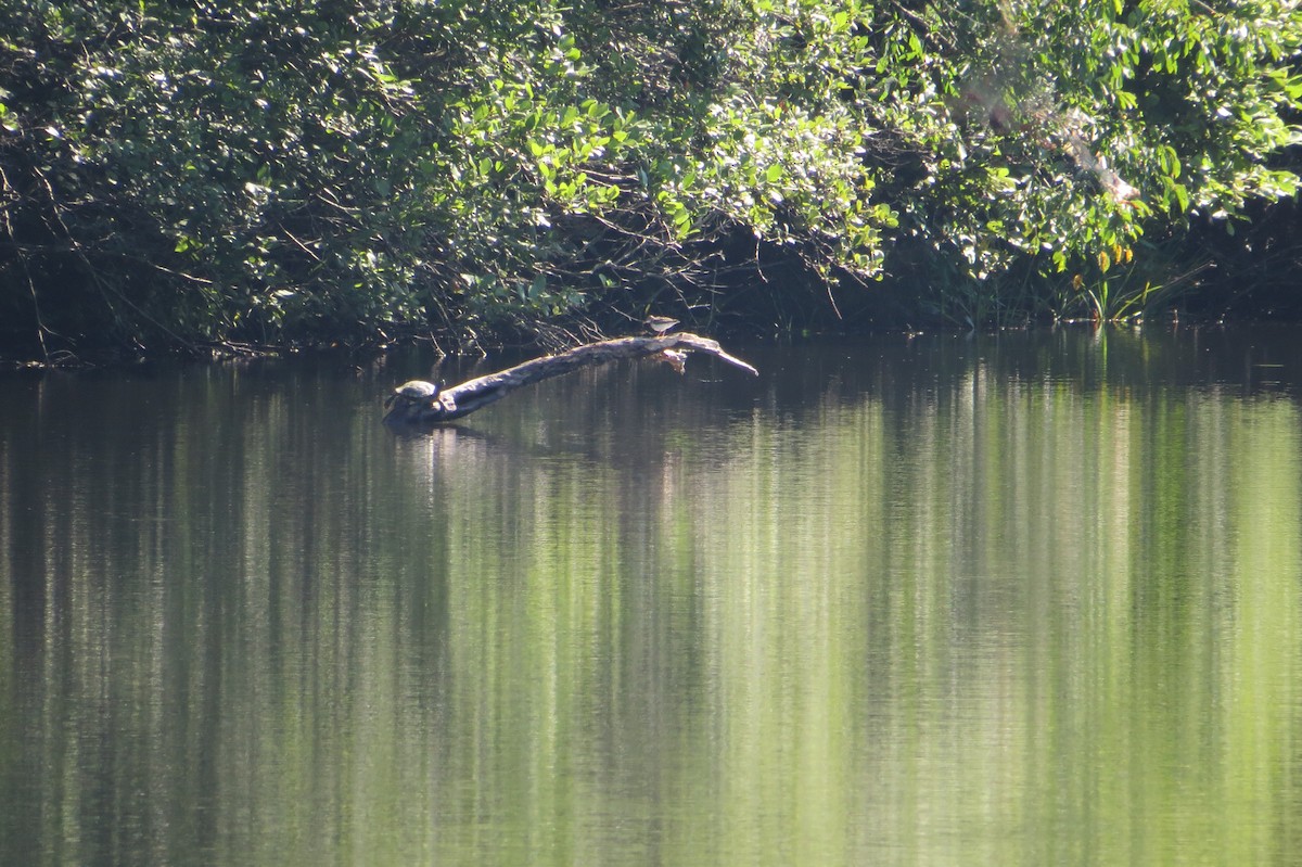 Spotted Sandpiper - ML537156491