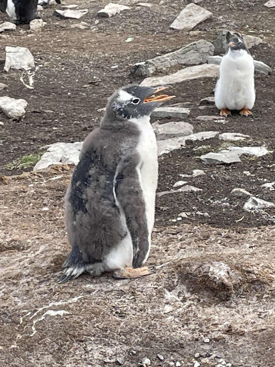 Gentoo Penguin - Robbie Fischer