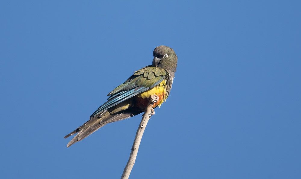 Burrowing Parakeet - ML537158891