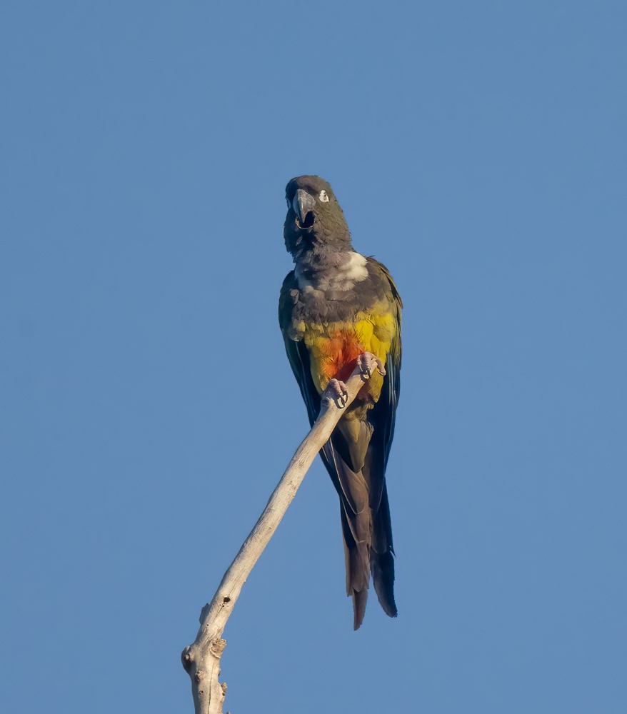 Burrowing Parakeet - ML537160281