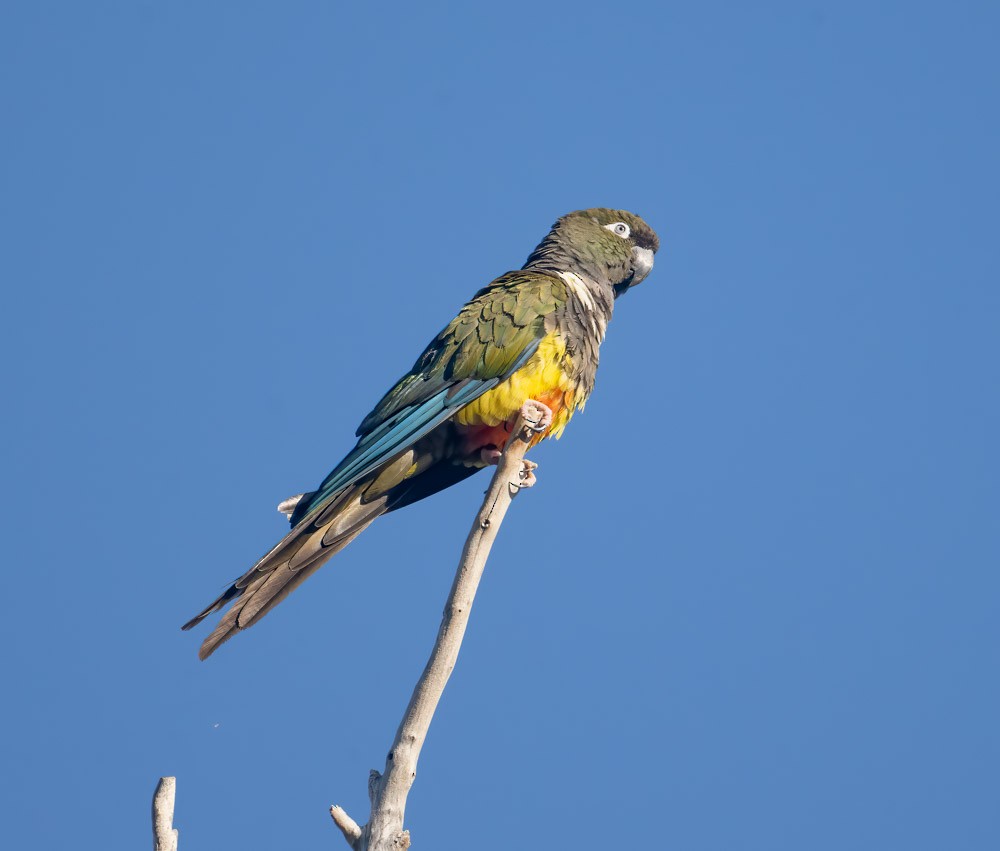 Burrowing Parakeet - ML537160791