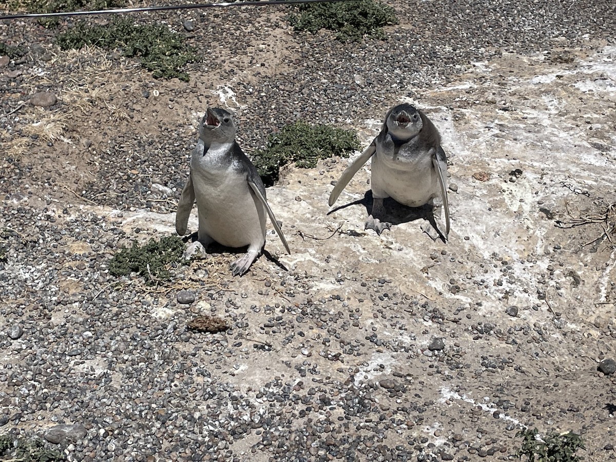 Magellanic Penguin - ML537161231