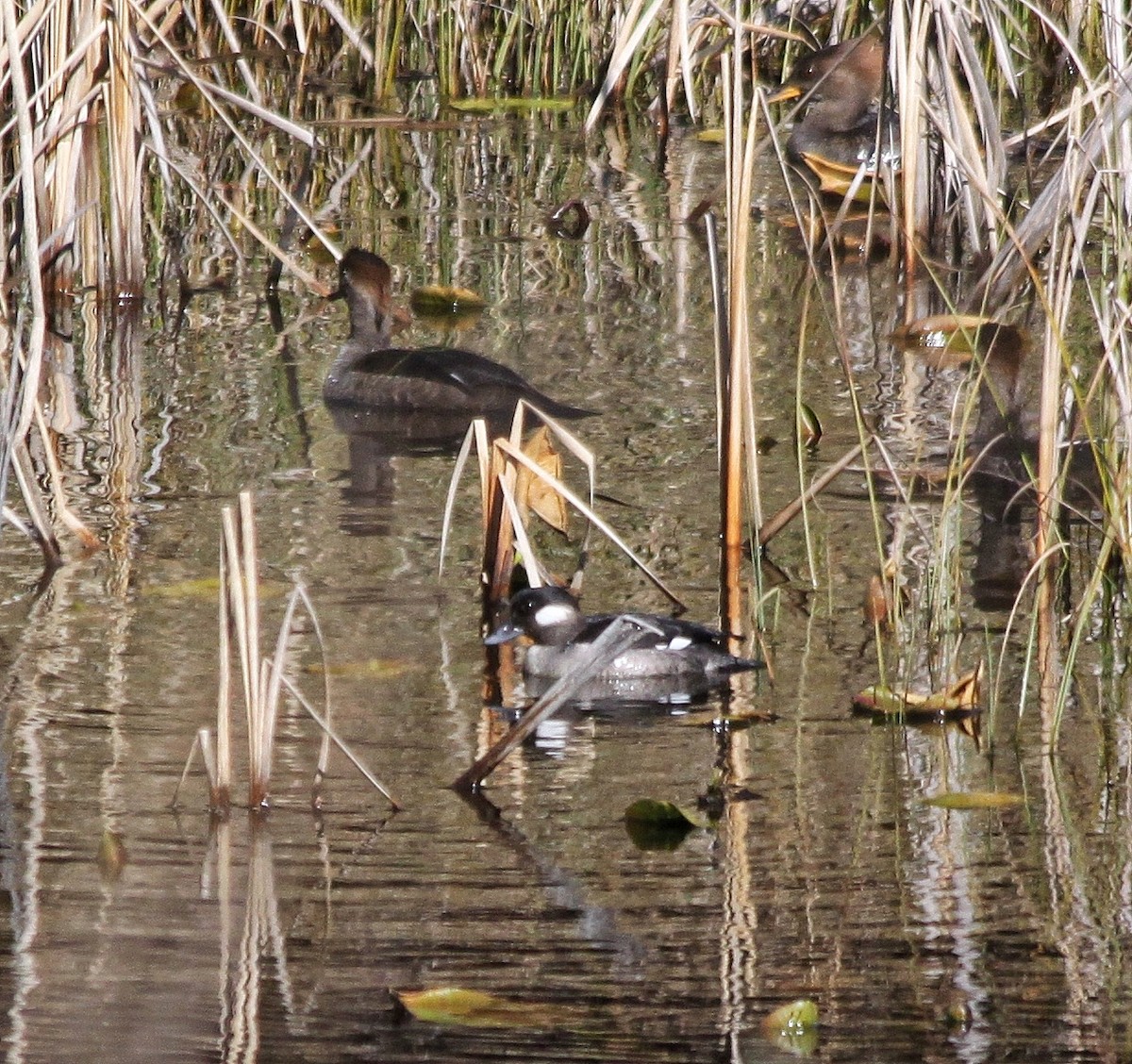 Bufflehead - ML537162561