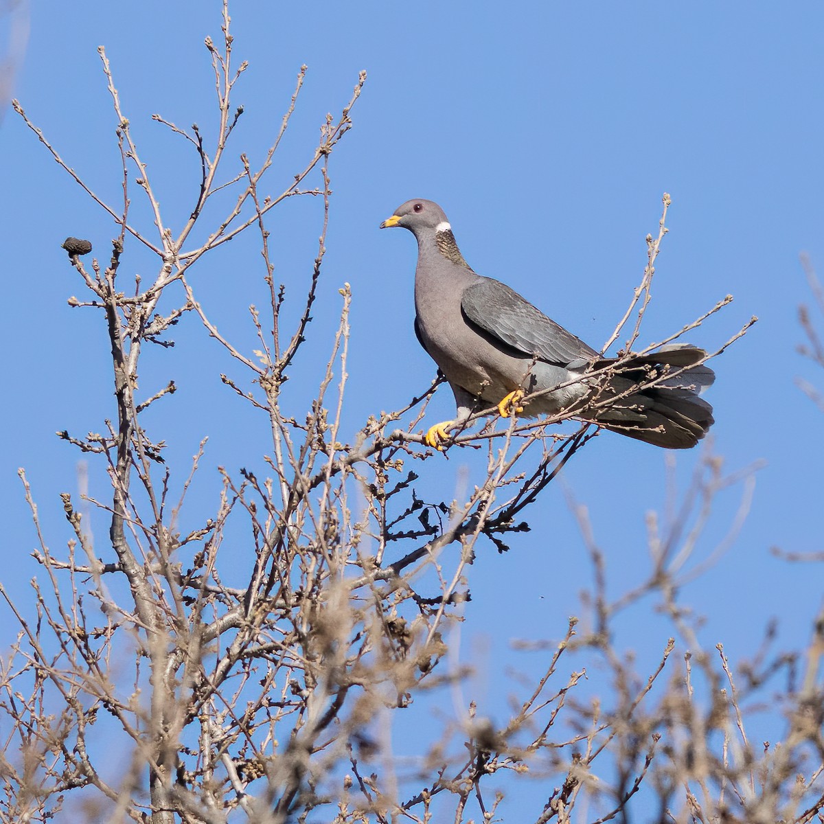 Band-tailed Pigeon - ML537164781