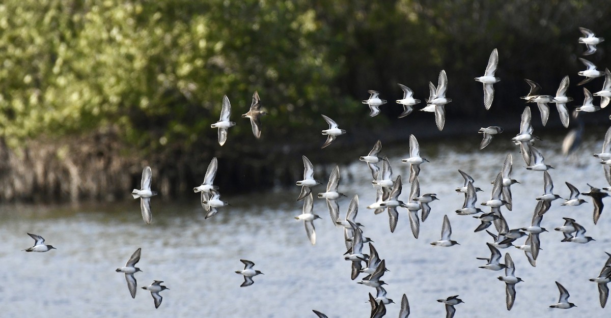 Western Sandpiper - ML537165801