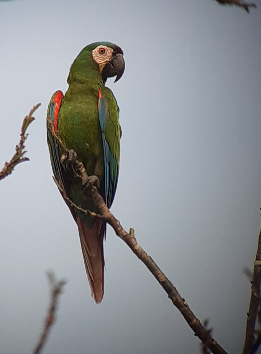 Chestnut-fronted Macaw - Tino Sanchez