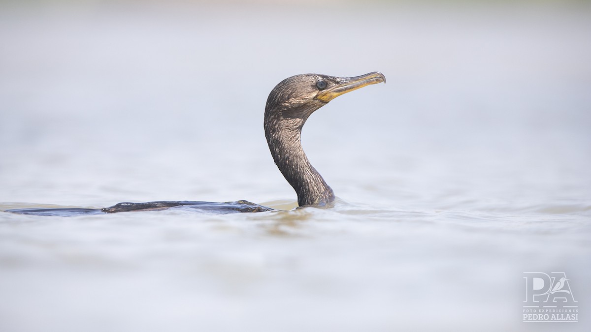 Neotropic Cormorant - ML537166681