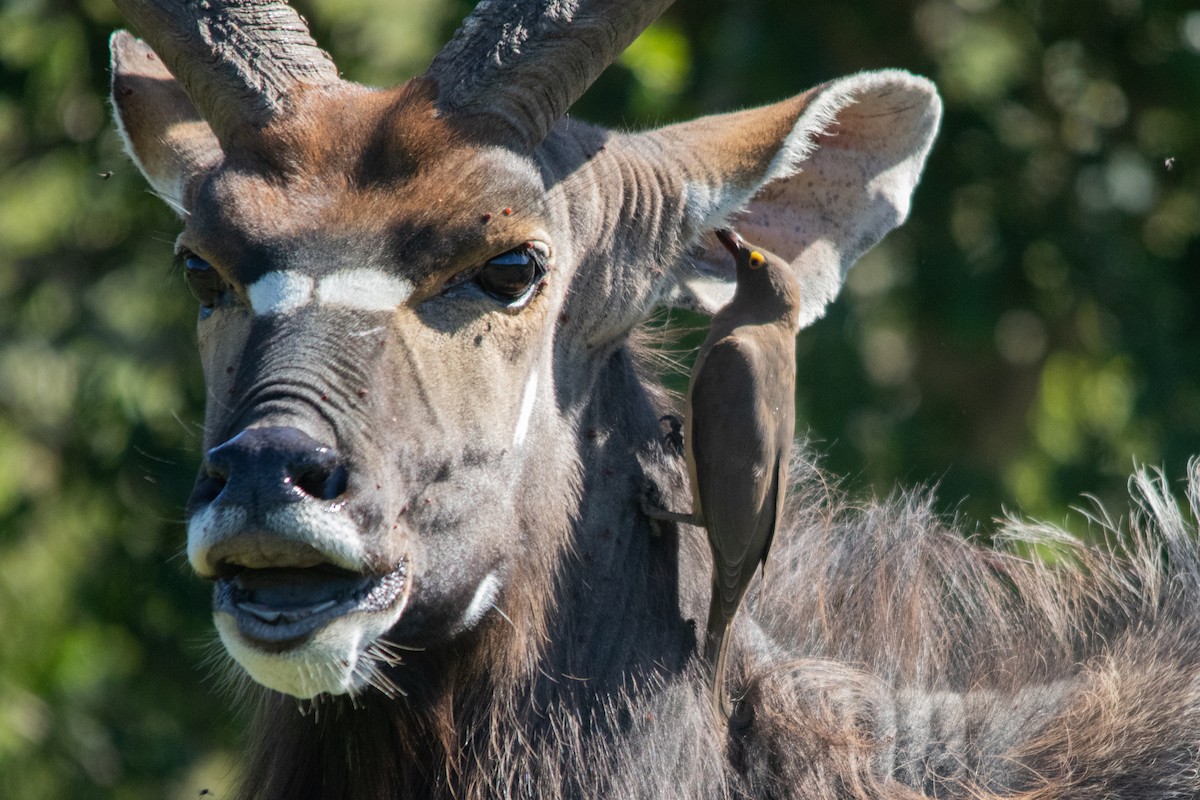 Red-billed Oxpecker - ML537167601