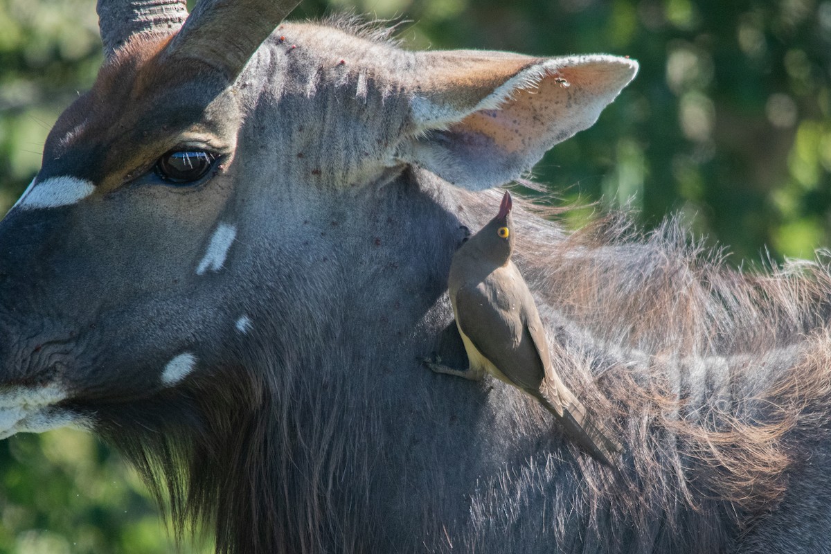 Red-billed Oxpecker - ML537167611