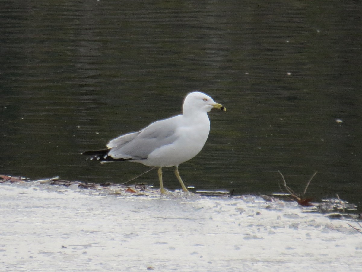 Ring-billed Gull - ML537167851